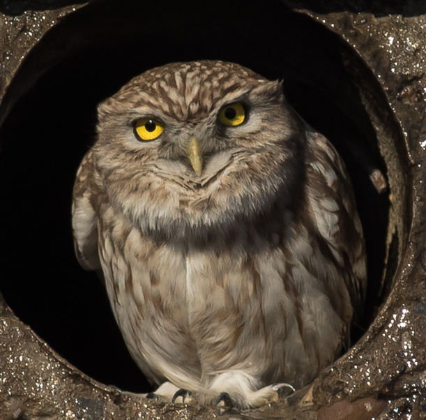 Домовый сыч Athene noctua (Scopoli, 1769) Little Owl | Байғыз © İhsan Eroğlu