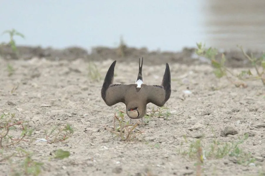 Collared Pratincole
by Philippe Campeau,
Kyrgyzstan